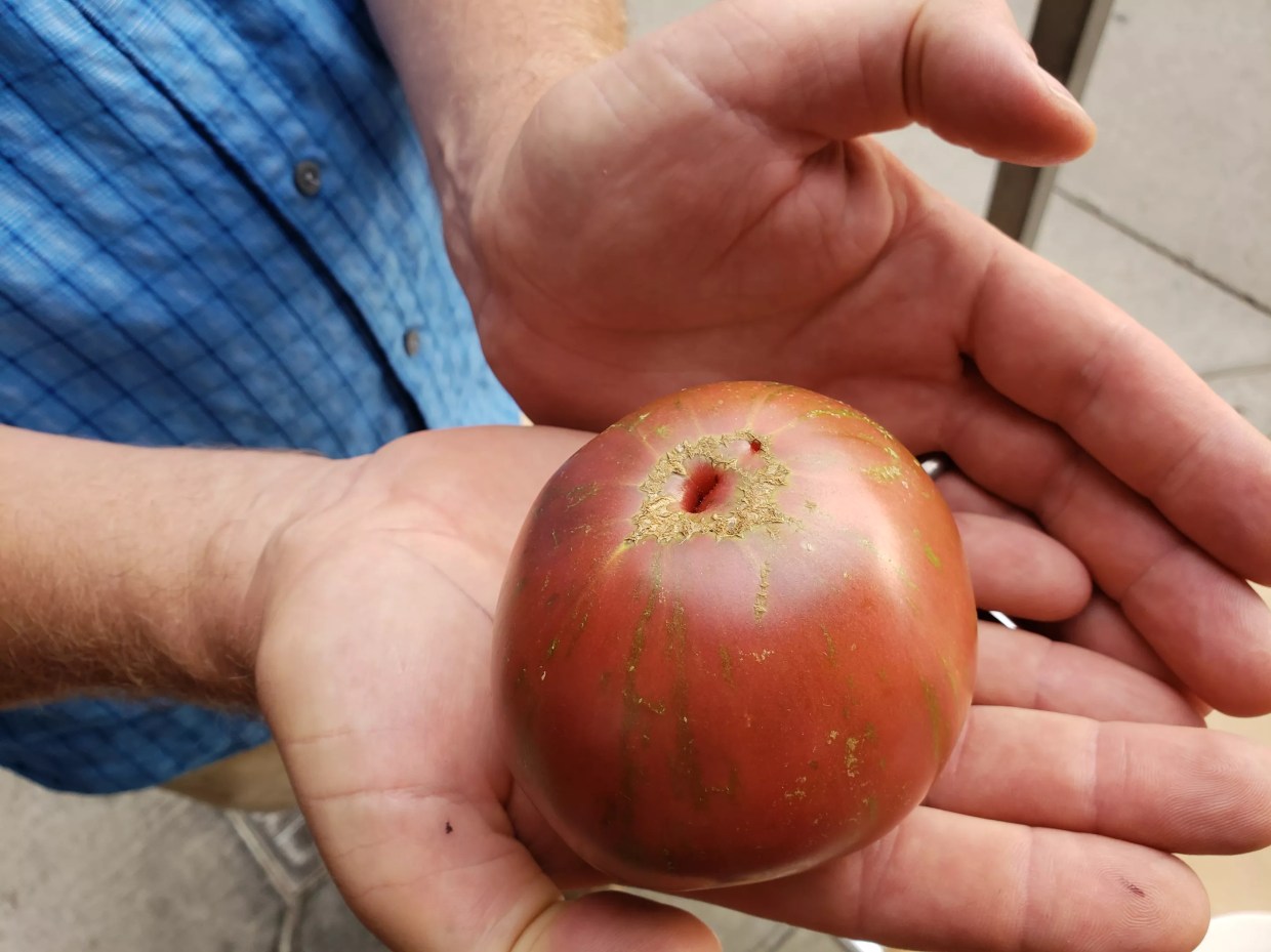 How Chef Steven Redzikowski Got a Personalized Tomato