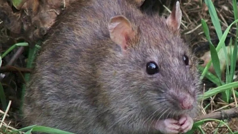Duck, Duck, Goose: Denver’s Most Delicious Pests