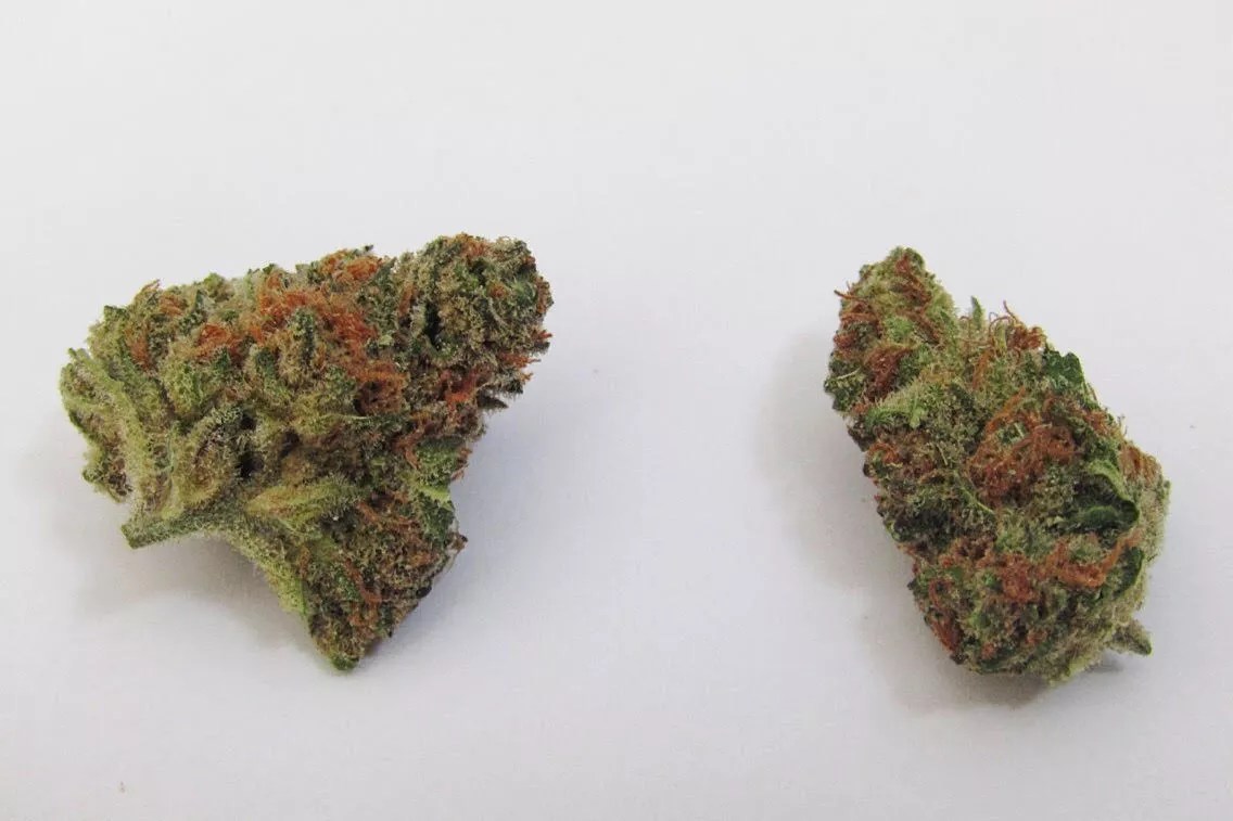 Why Colorado Tokers Love Mango Kush