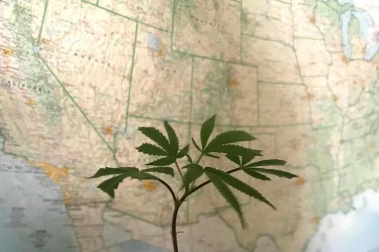 Marijuana plant in front of U.S. map