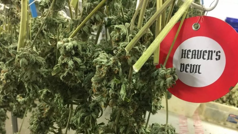 Terrapin Care Station Dispensaries Offer Discount If You Register to Vote