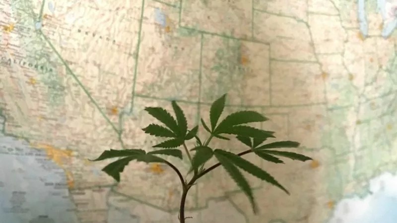 Cannabis Voter Project’s Colorado Roots and How It May Swing Elections