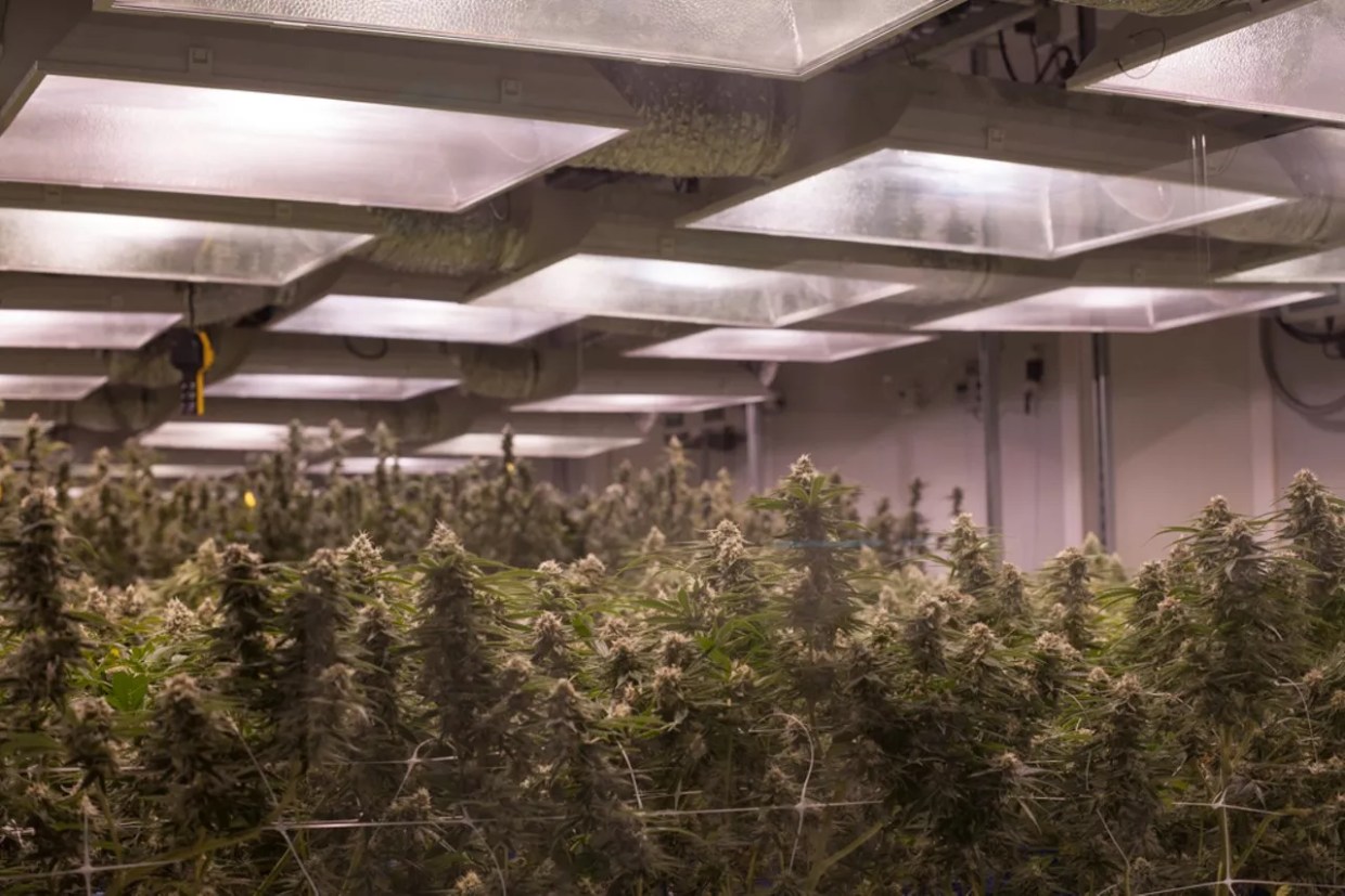 Four Colorado Weed Industry Rules That Are About to Change