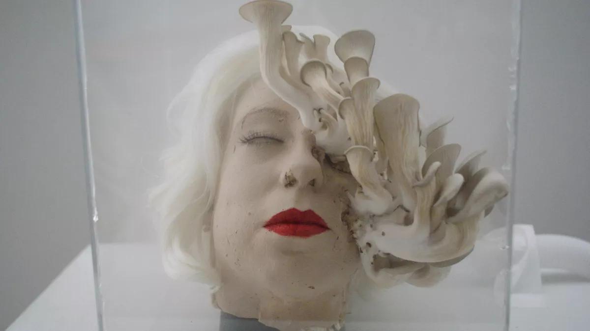 Artist Esther Hernandez Grows Ideas and Mushrooms at PlatteForum