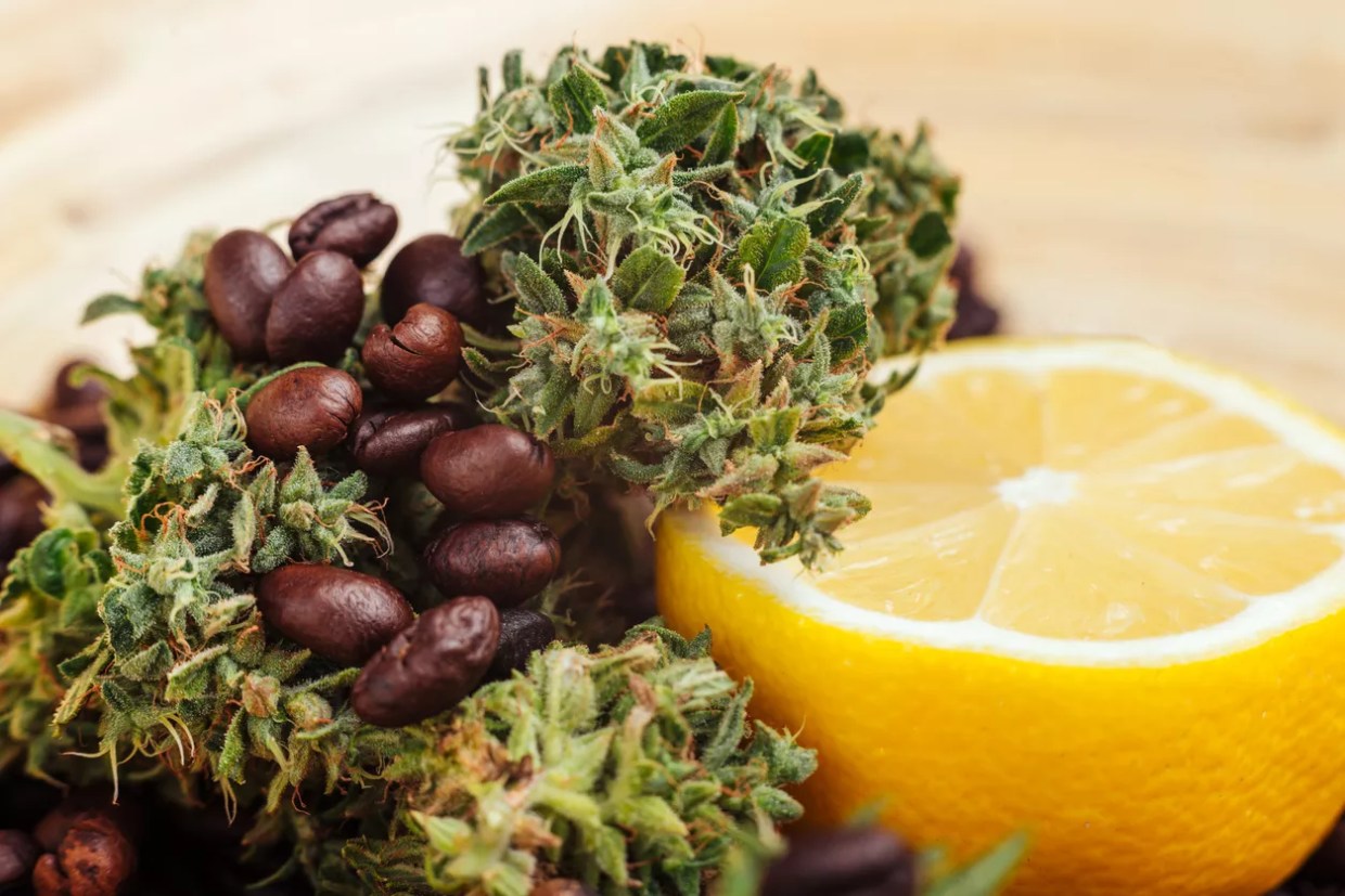 Terpenes Are Everywhere — and Way Cooler Than You Thought