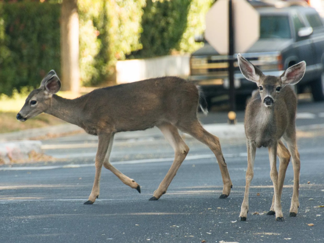 If You Hit a Deer With Your Car in Colorado, Can You Take Home the Meat?