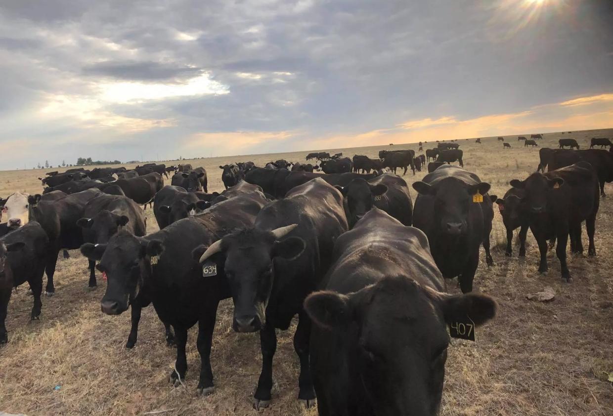 Rancher Brad Buchanan Wants Everyone to Eat Grass-Fed Beef