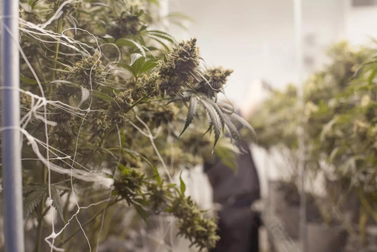 How Growing Weed at Home Changed, According to a Skunky Veteran