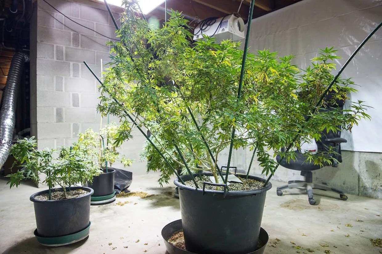 Measure Your Green Thumb in This Home-Growing Competition