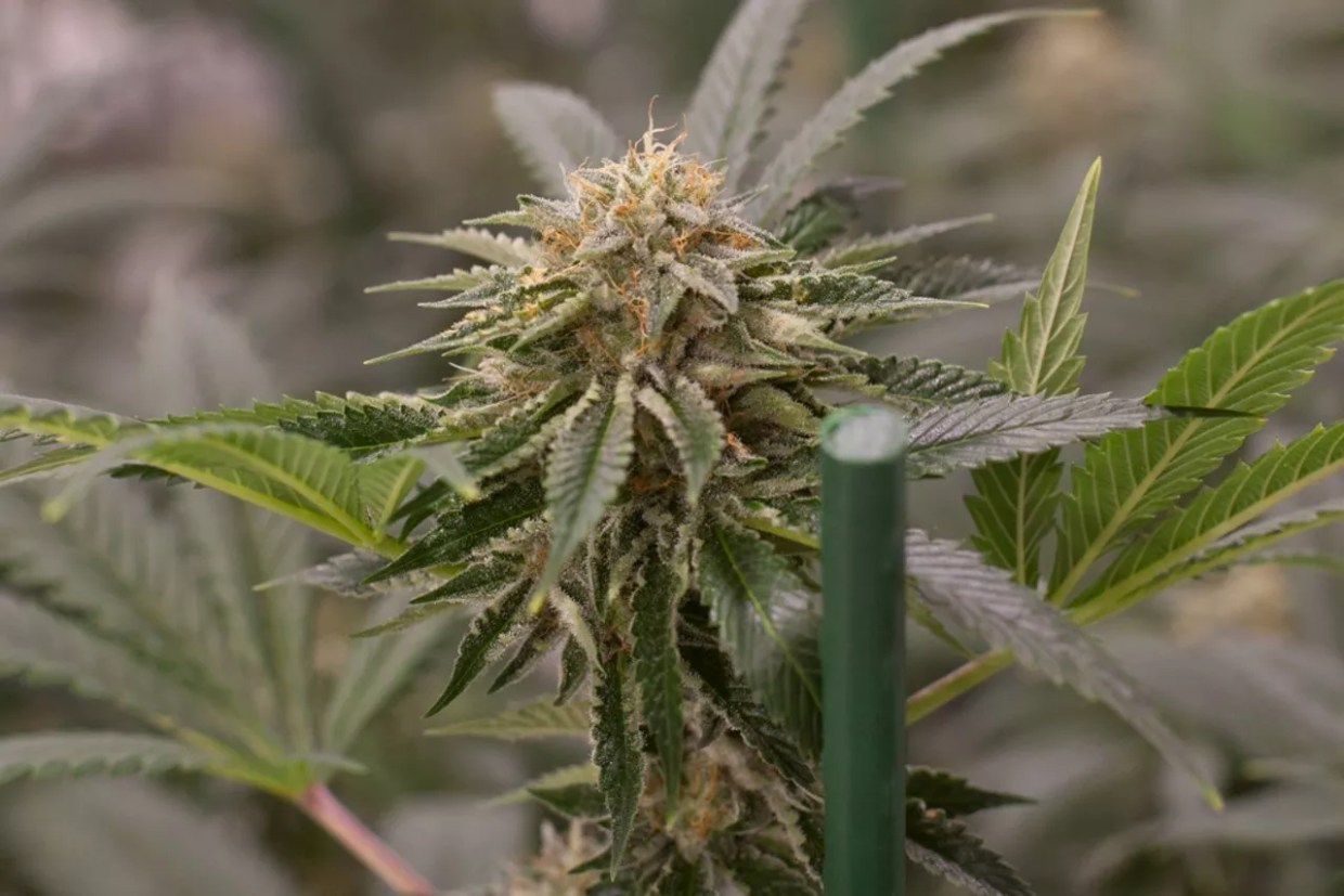 Denver Dispensaries Have Collected Nearly $2.4 Billion Since Legalization