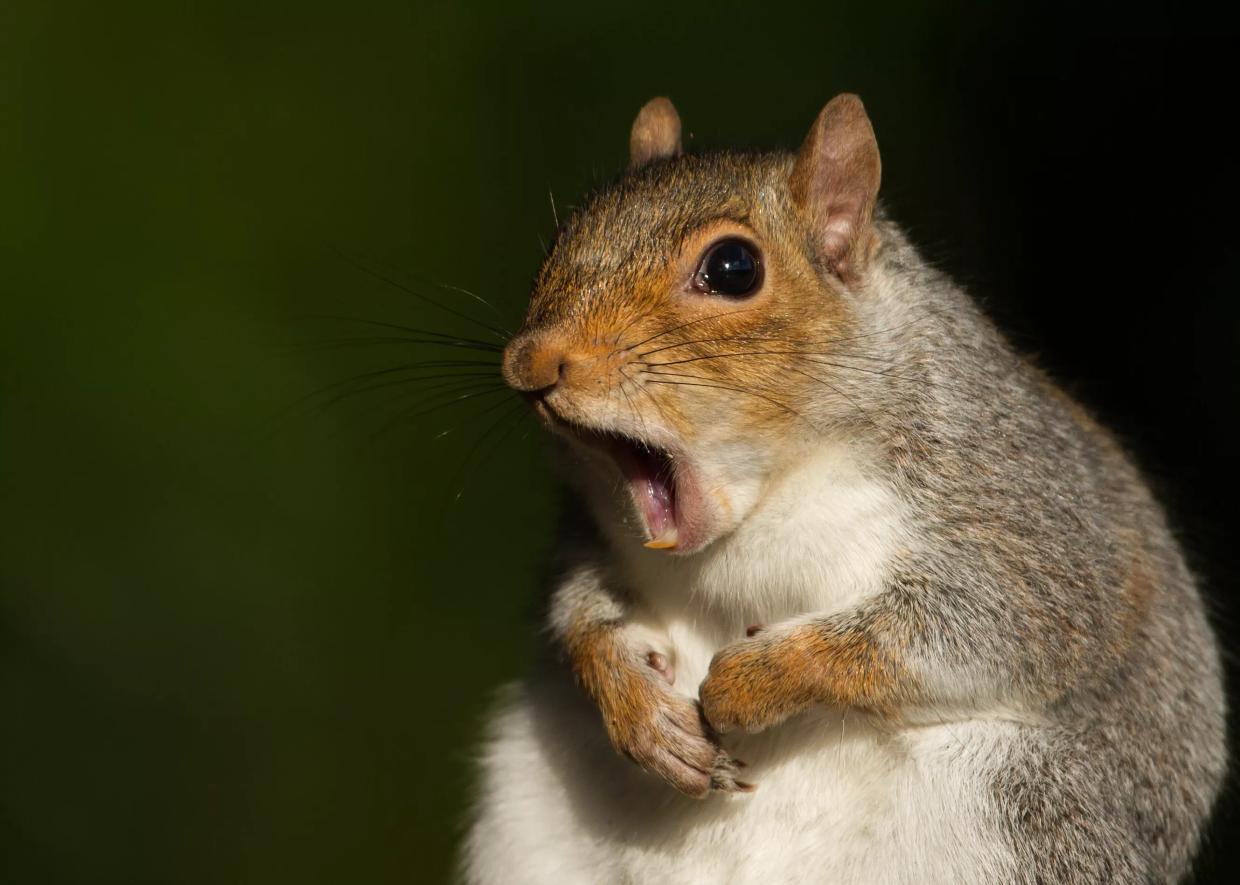 Op-Ed: Justifying My Stealth Squirrel War in Denver
