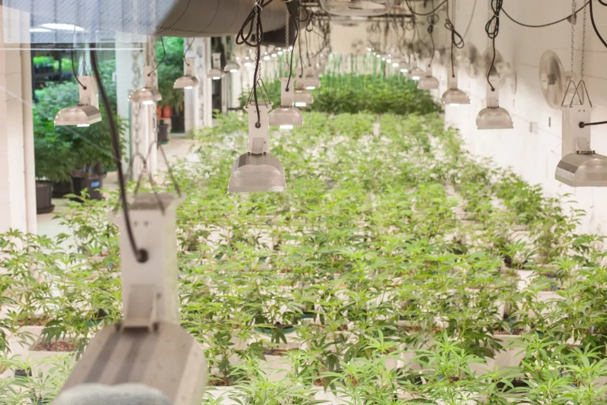 Colorado’s First Marijuana Business Tax Incentive Fuels Canadian Firm’s Expansion