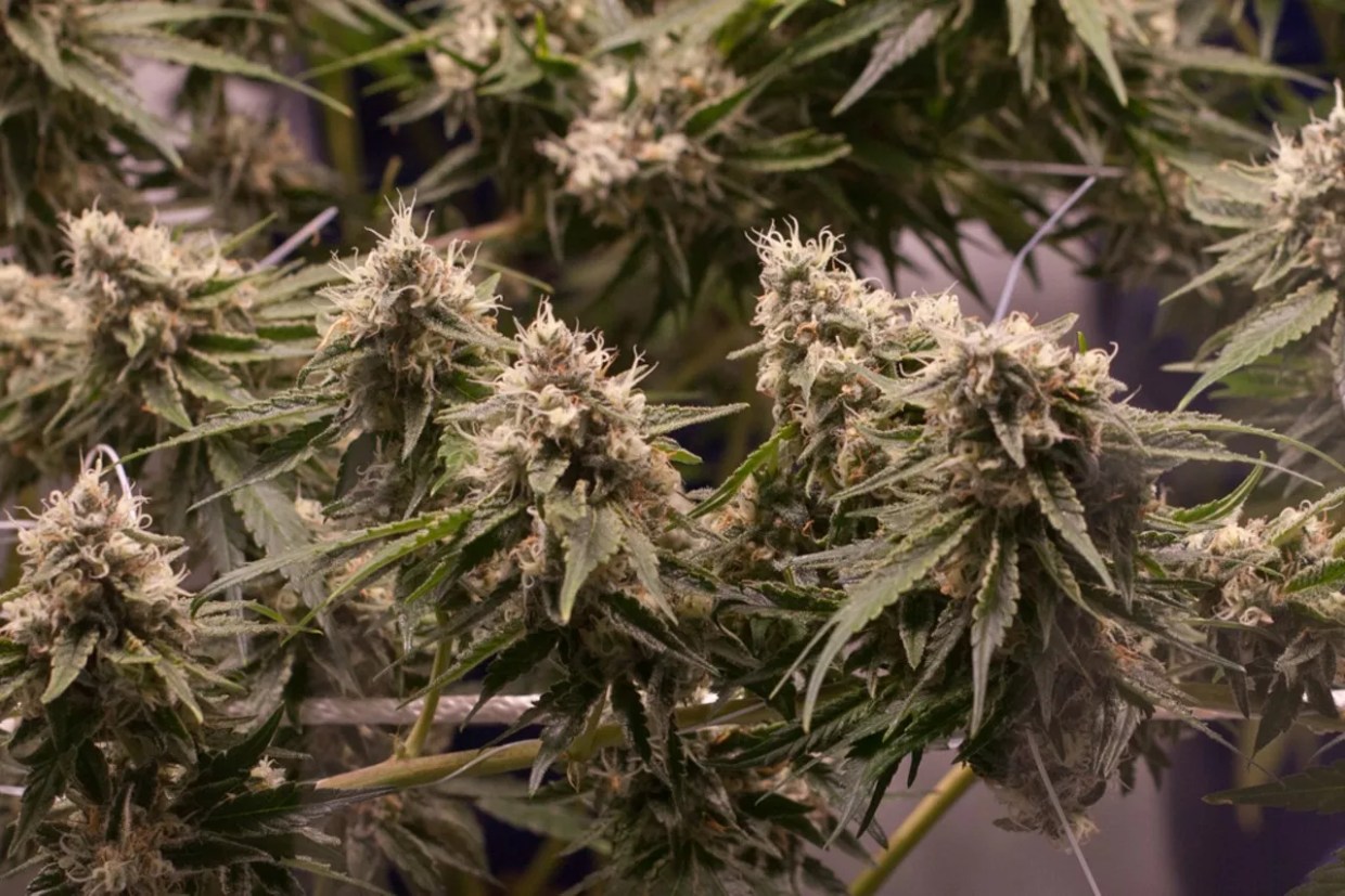 Marijuana Delivery Measure Moves Along Despite Fears of Small Business