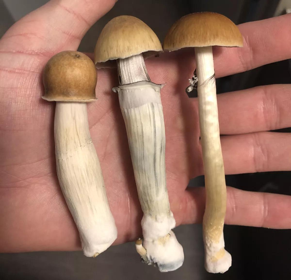 Feds Want Denver Mushroom Dealer to Get Prison Time
