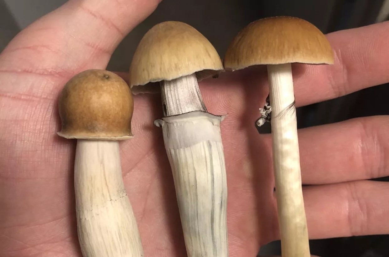 DEA Tracks Down Alleged Denver Mushroom Dealer Using News Articles