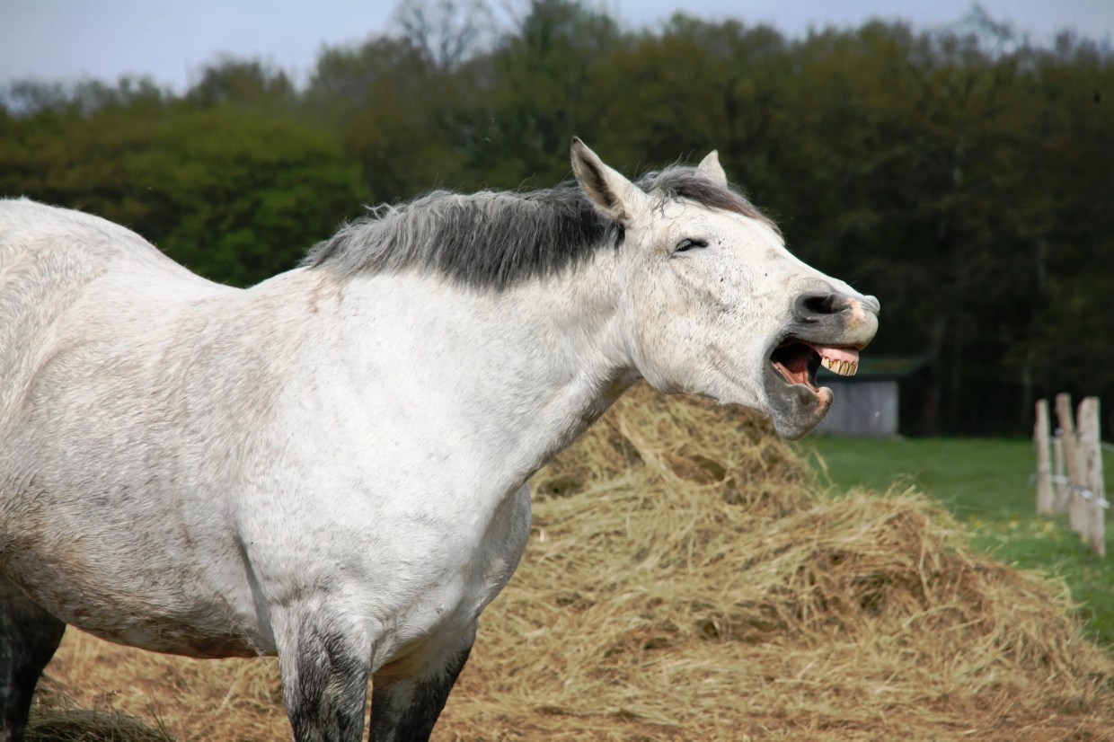 Controversial Friends of Horses Rescue Moves to Franktown