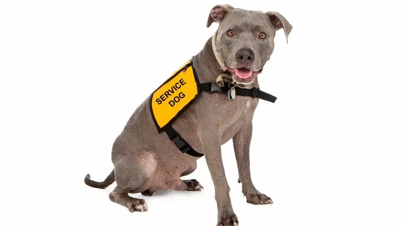 Why Some Pit Bulls Are Exempt from Breed Bans in Denver, Aurora