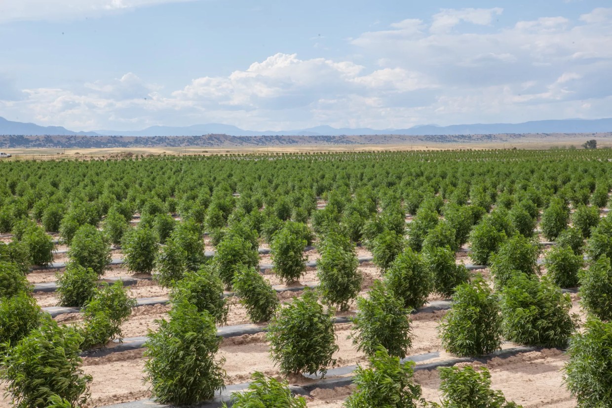 Colorado’s Hemp Program Must Change to Fit USDA Rules