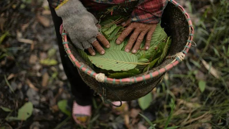 Tons of Kratom Being Sold in Colorado