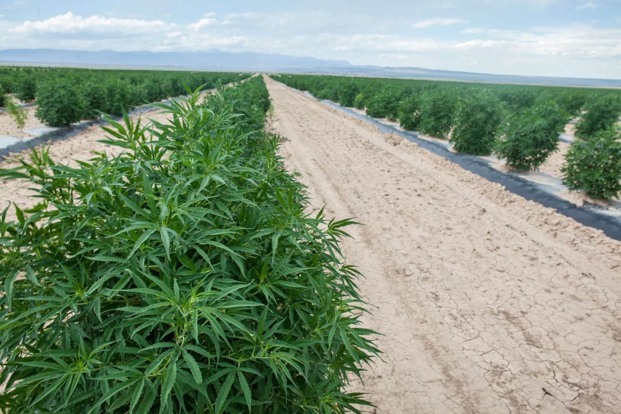 Hemp, CBD Industries Thankful for Less Federal Interference