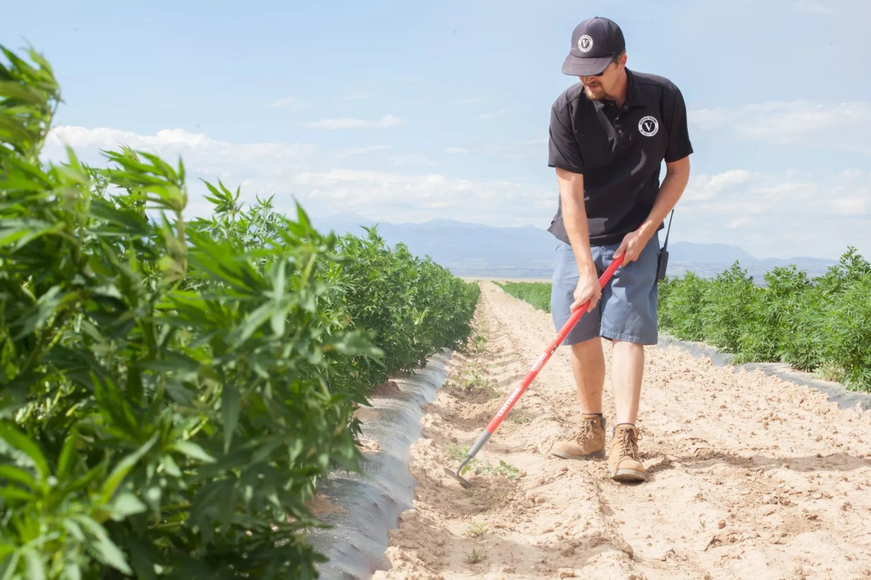 Want to Grow Hemp in Colorado? Apply Online.