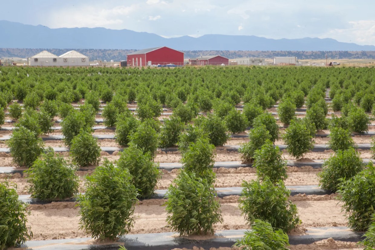 CSU-Pueblo to Offer New Degree in Hemp Research