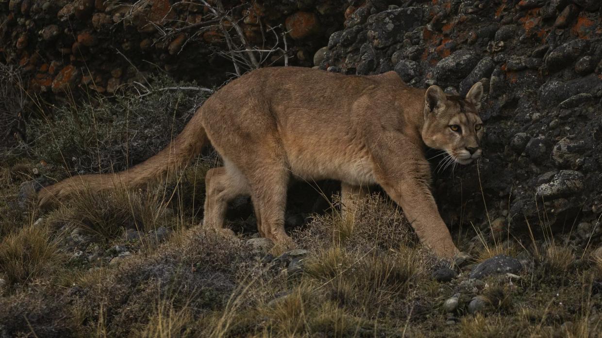 DNA Proves Euthanized Mountain Lion Attacked Bailey Boy
