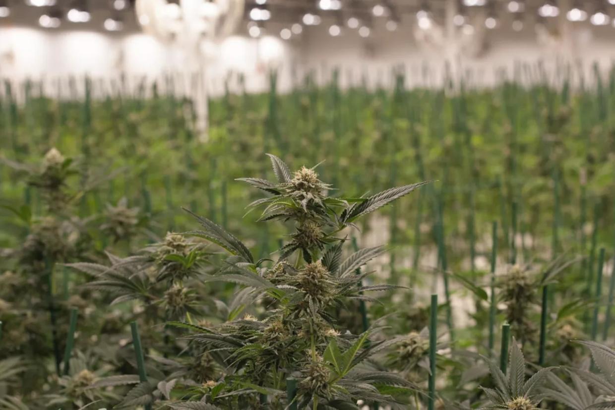 Colorado Adds Marijuana Fungus Testing Requirements