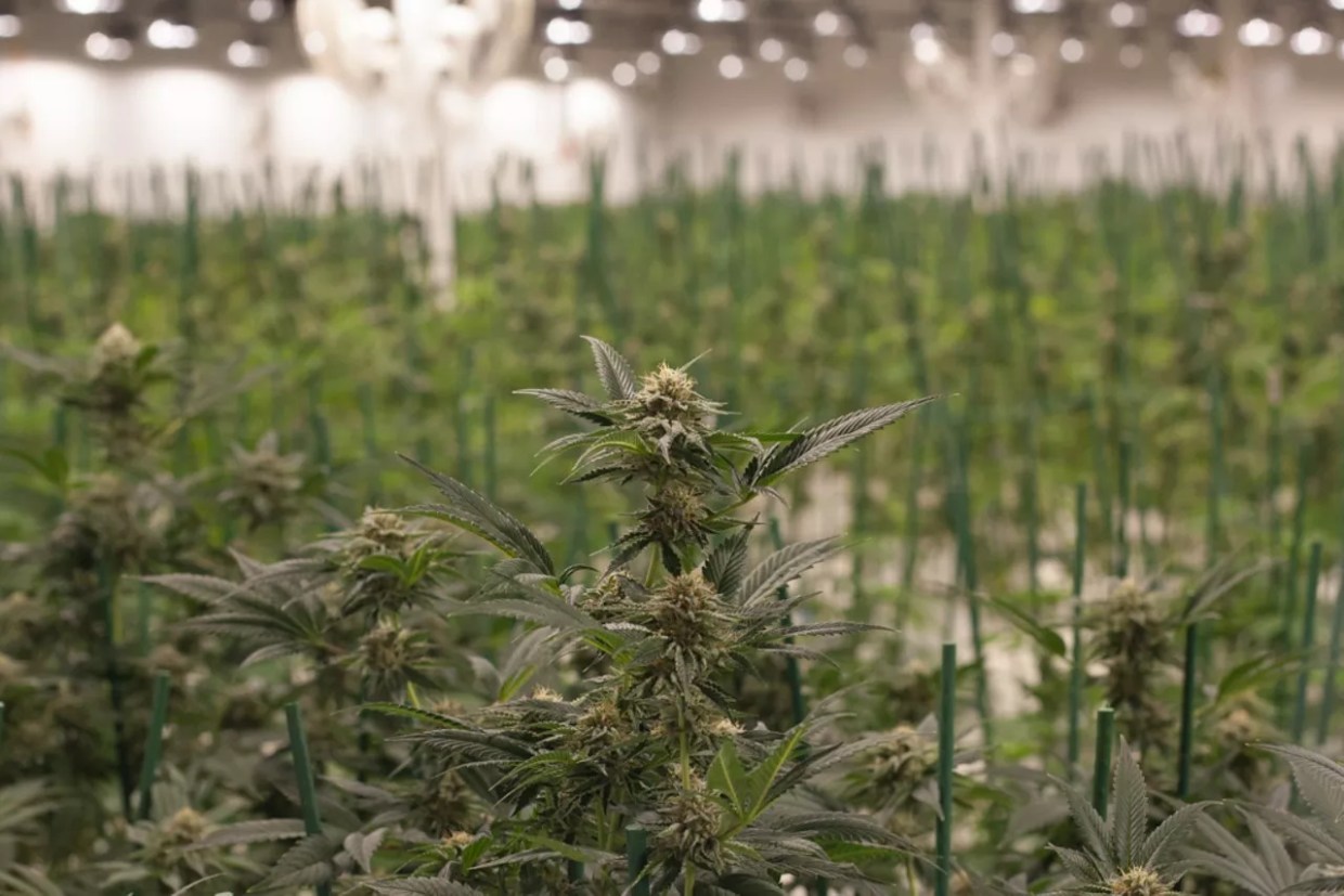 Colorado Adds Marijuana Fungus Testing Requirements