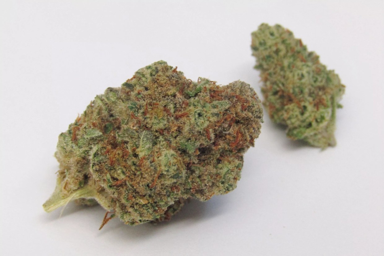 Why Colorado Tokers Love Tang Tang