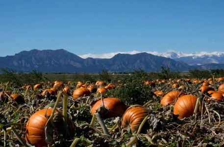 Best Pumpkin Patches Around Denver