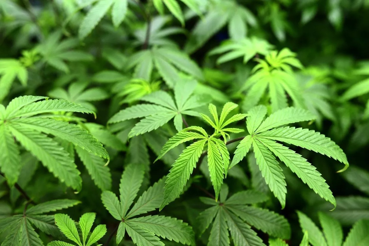 At Sustainability Symposium, Cannabis Regulations Collide and Cooperate