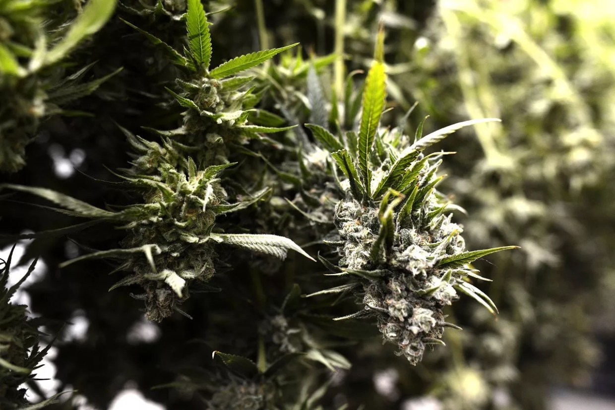 One of Colorado’s Largest Weed Producers Issues Mold Recall