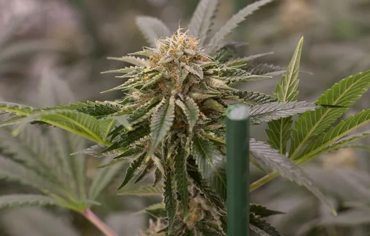 In Random Mold Tests at 25 Denver Dispensaries, 80 Percent Fail