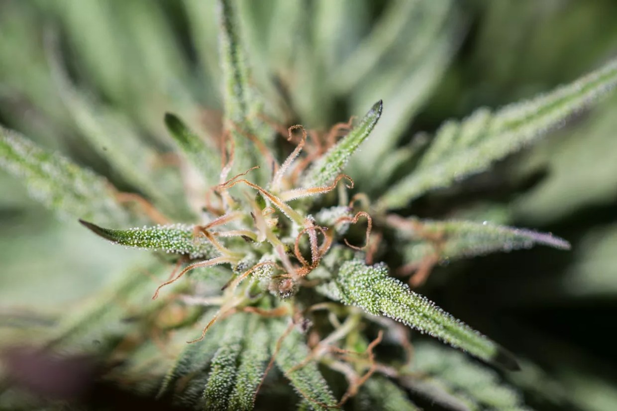 Greed and Weed: Dispensary Owner Weighs In on Legal Pot’s Mold Problem