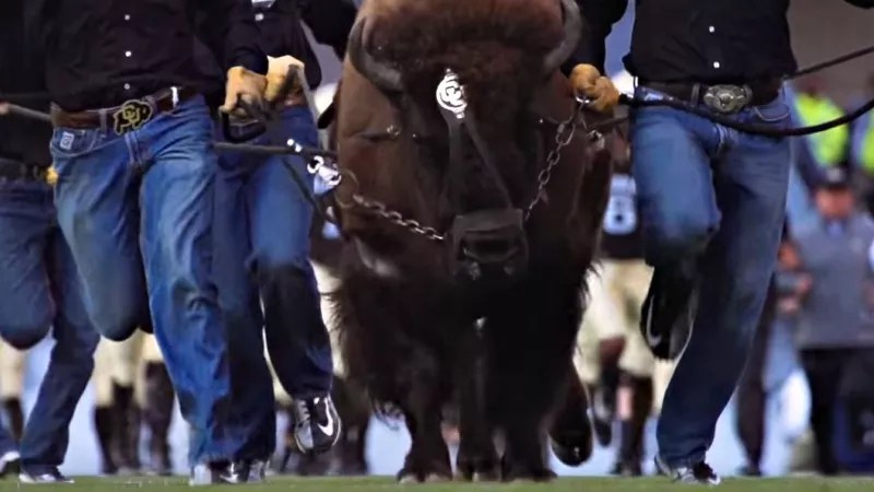 Twitter F-Bombs PETA Over Call for CU to Dump Buffalo Mascot Ralphie