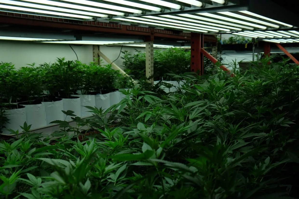 Marijuana Broker Explains Why Weed Prices Rose 60 Percent in One Year