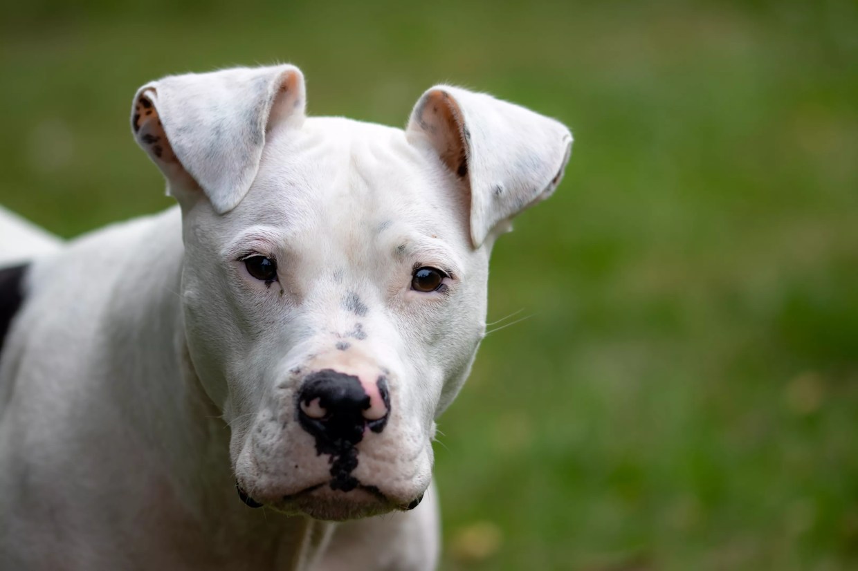 Chris Herndon on Plan to Make Pit Bulls Legal in Denver Again