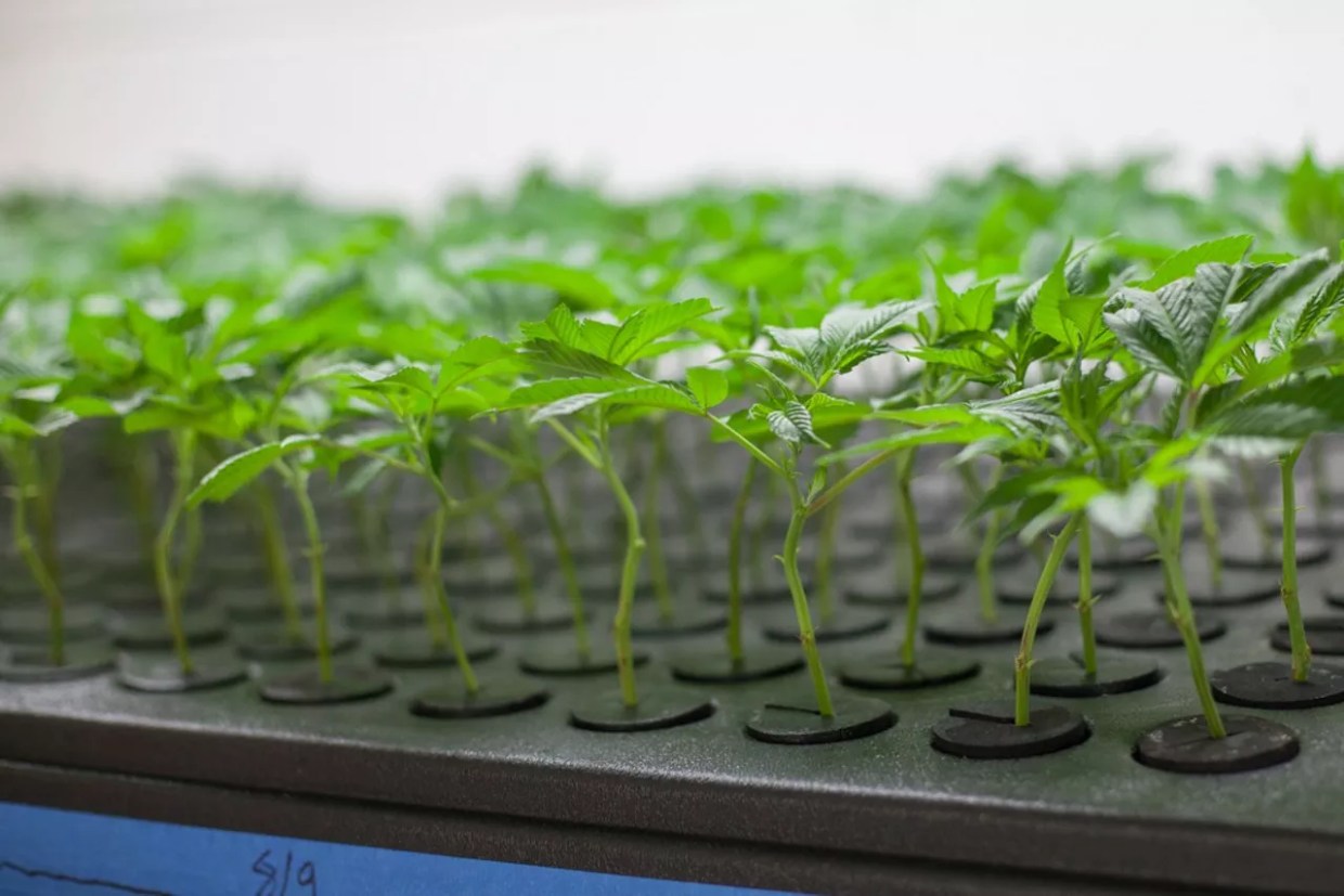 Colorado Marijuana Bills See Varied Success in 2020