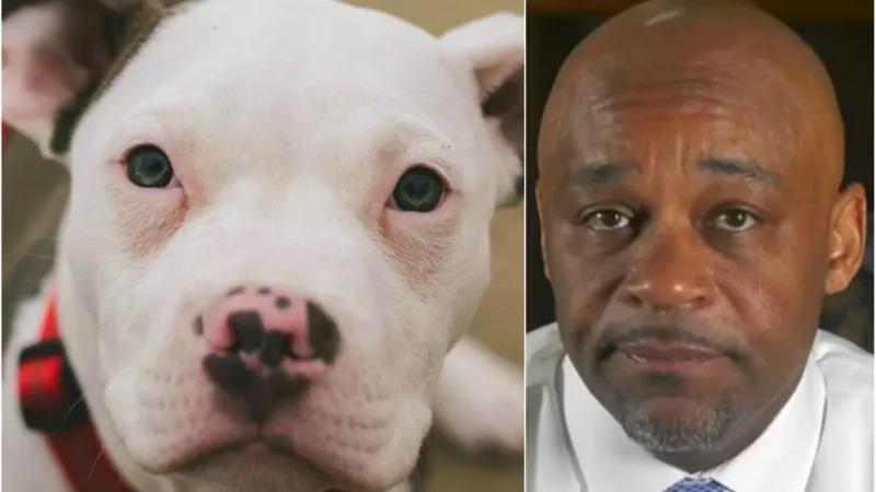 Why Mayor Hancock Could Veto City Proposal Legalizing Pit Bulls