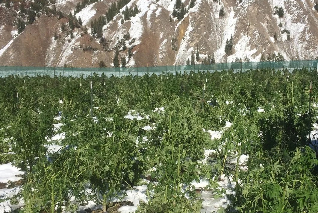 Marijuana Farmers Want More Protection From Weather Damage