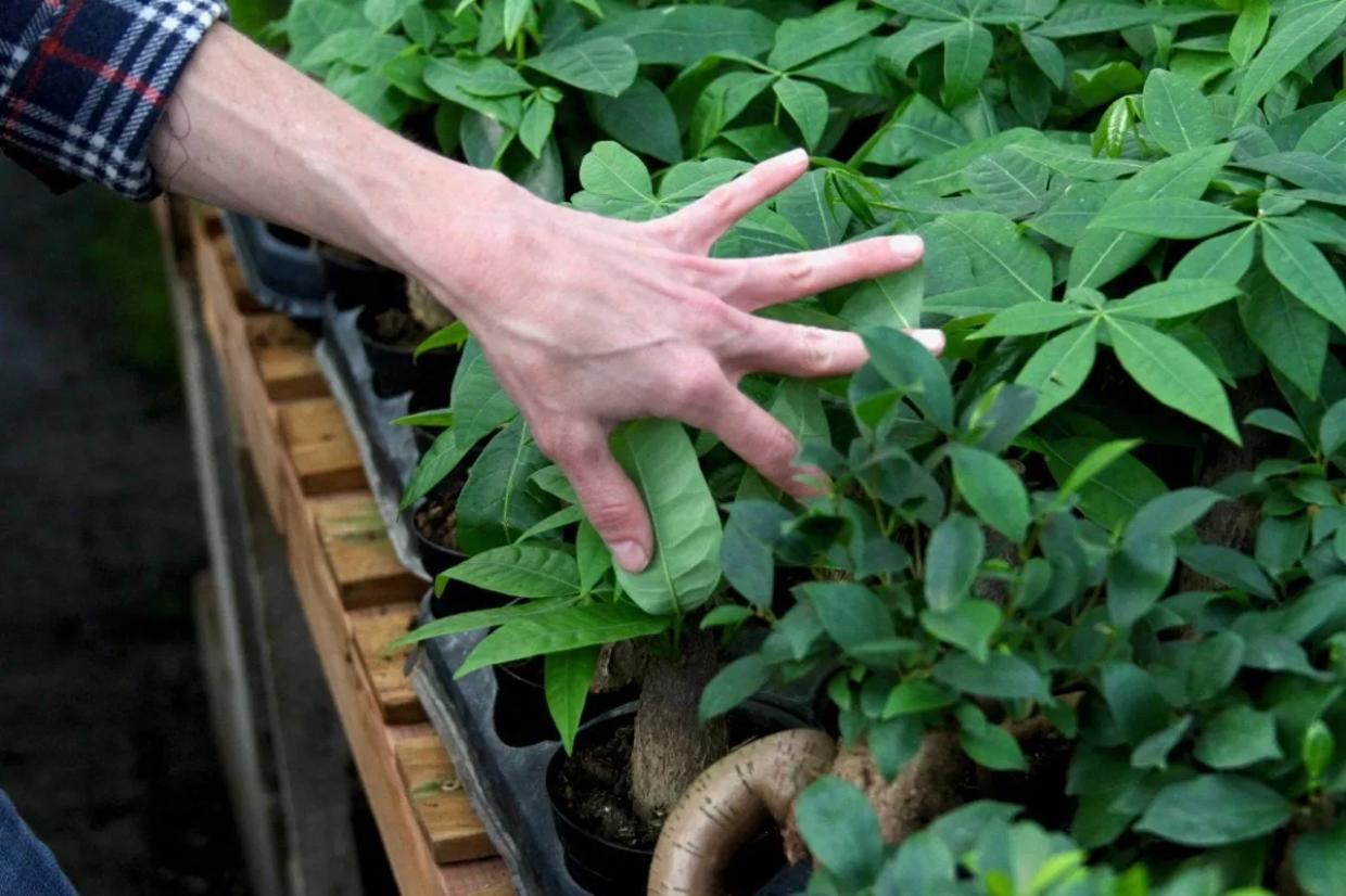 Rosehouse Botanicals Delivers Love to Your Doorstep