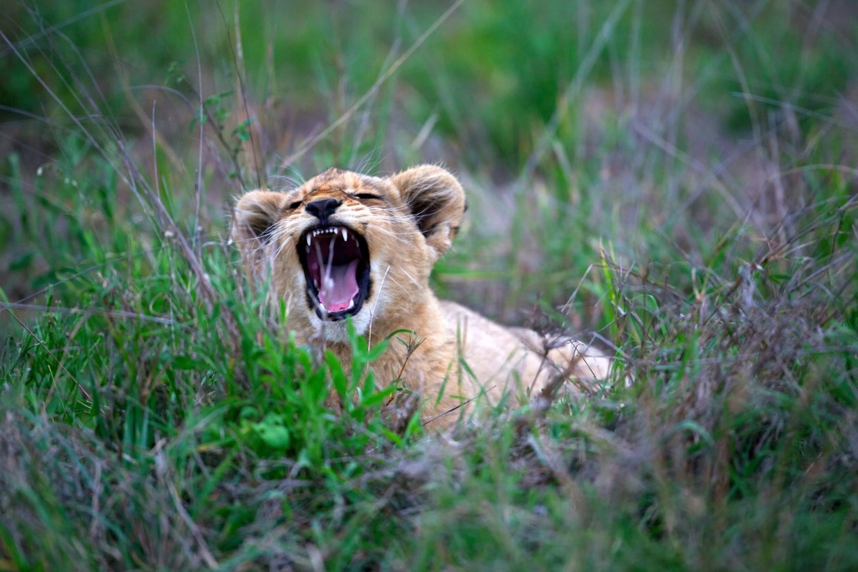 The Denver Zoo Has a New Pride and Joy –– Two, Actually