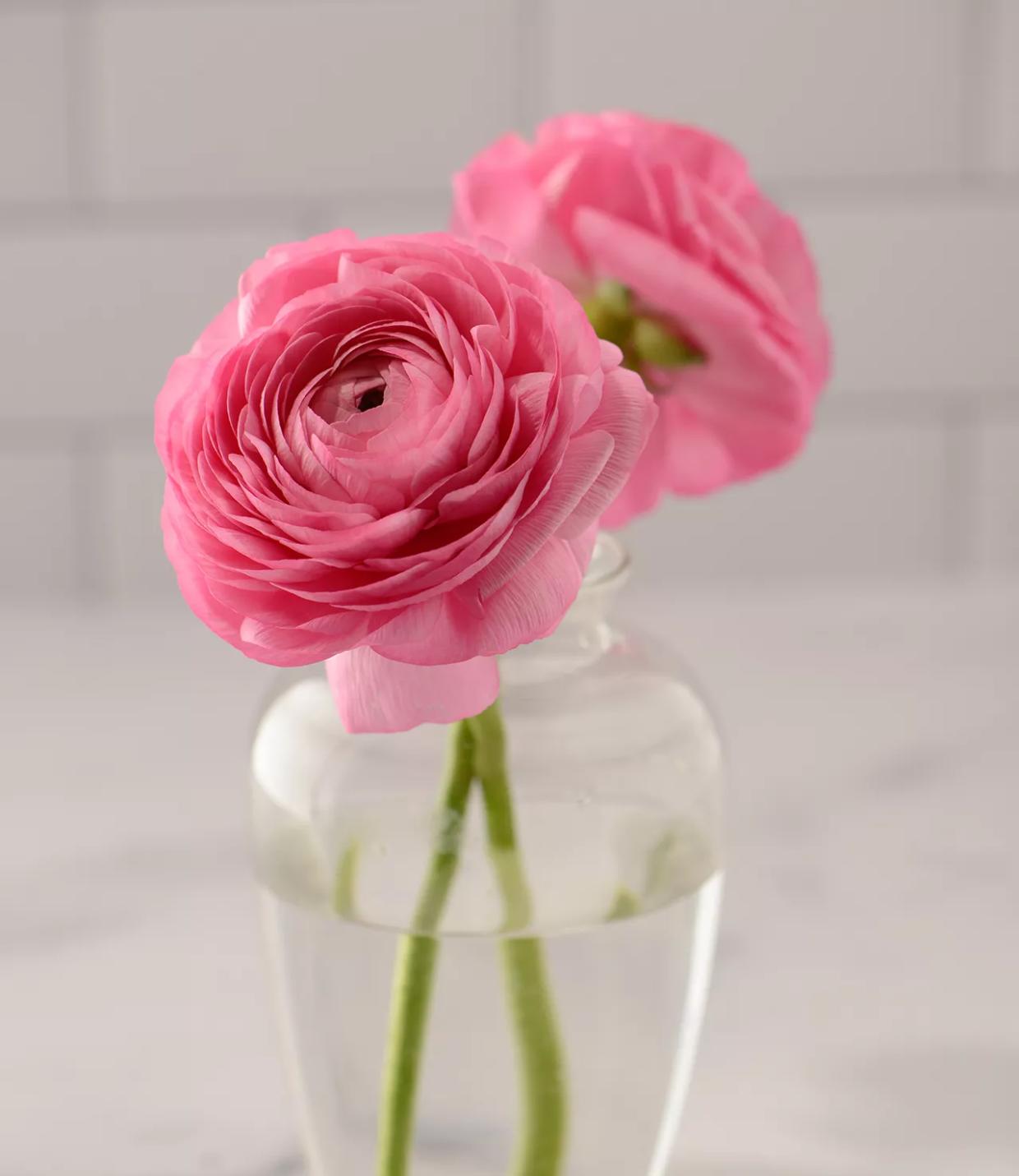 Take It Slow: It’s Time to Stop and Smell the Roses