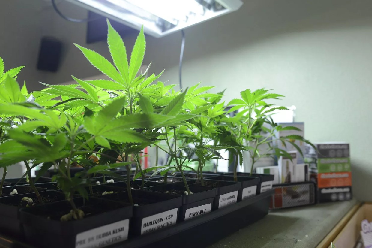 Expect More States to Join the Marijuana Legalization Party Soon