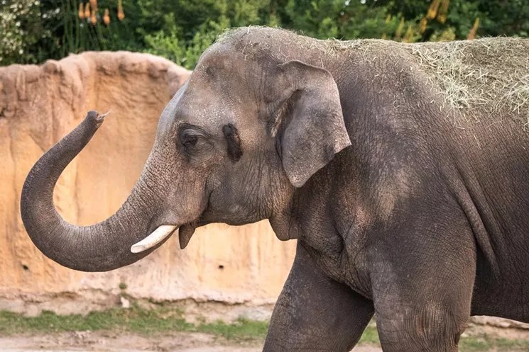 Reader: Is There Any Logic to Keeping the Denver Zoo Closed?
