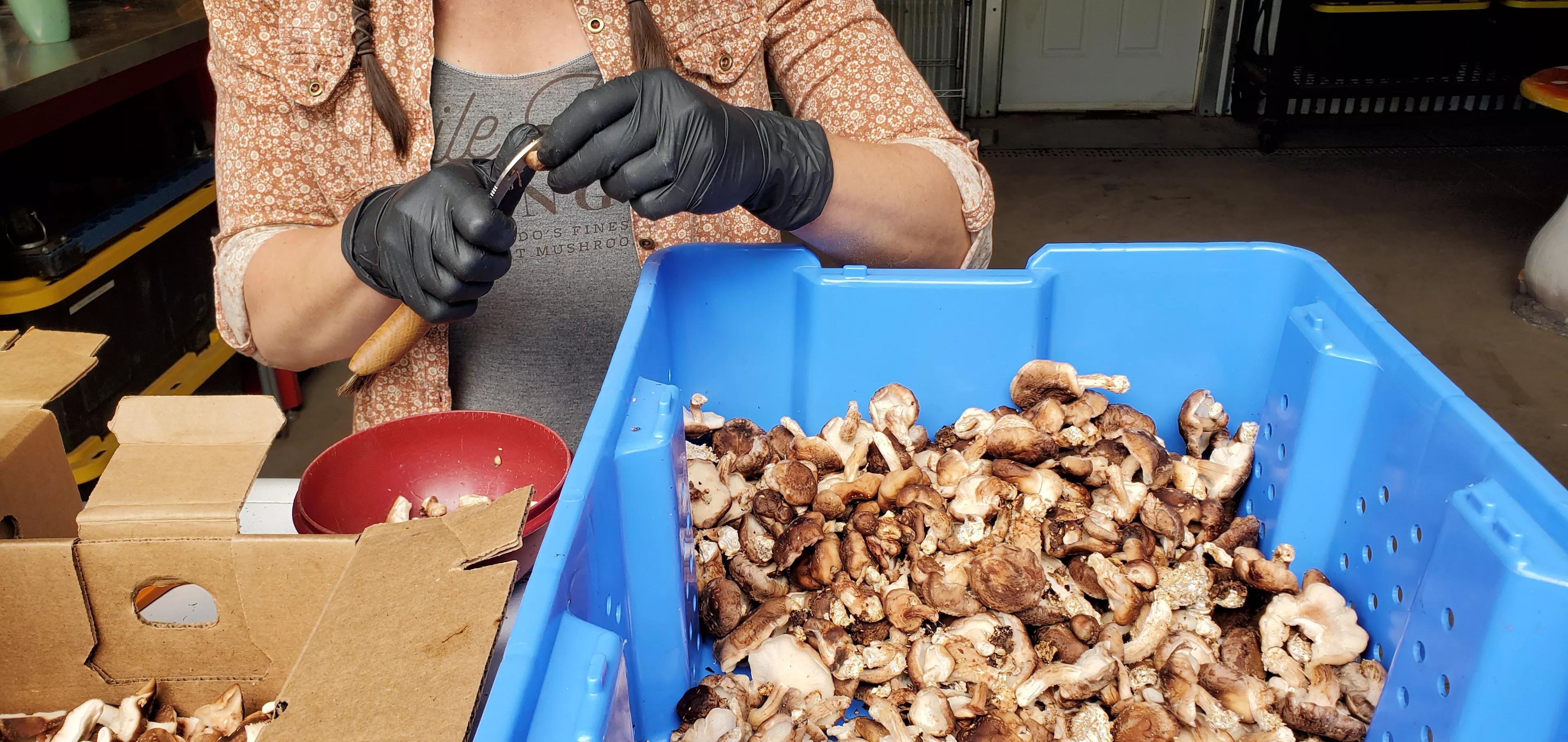 hands clean up shiitake mushrooms in blue bin