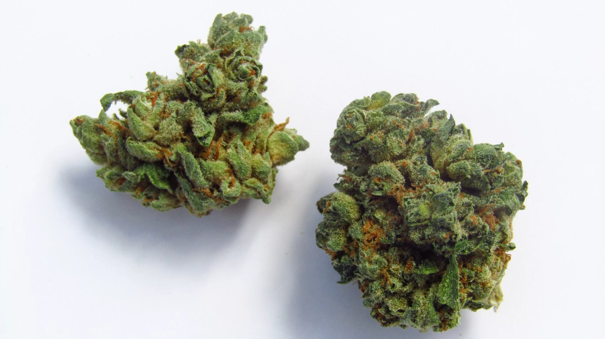 Why Colorado Tokers Love OG Lime Killer