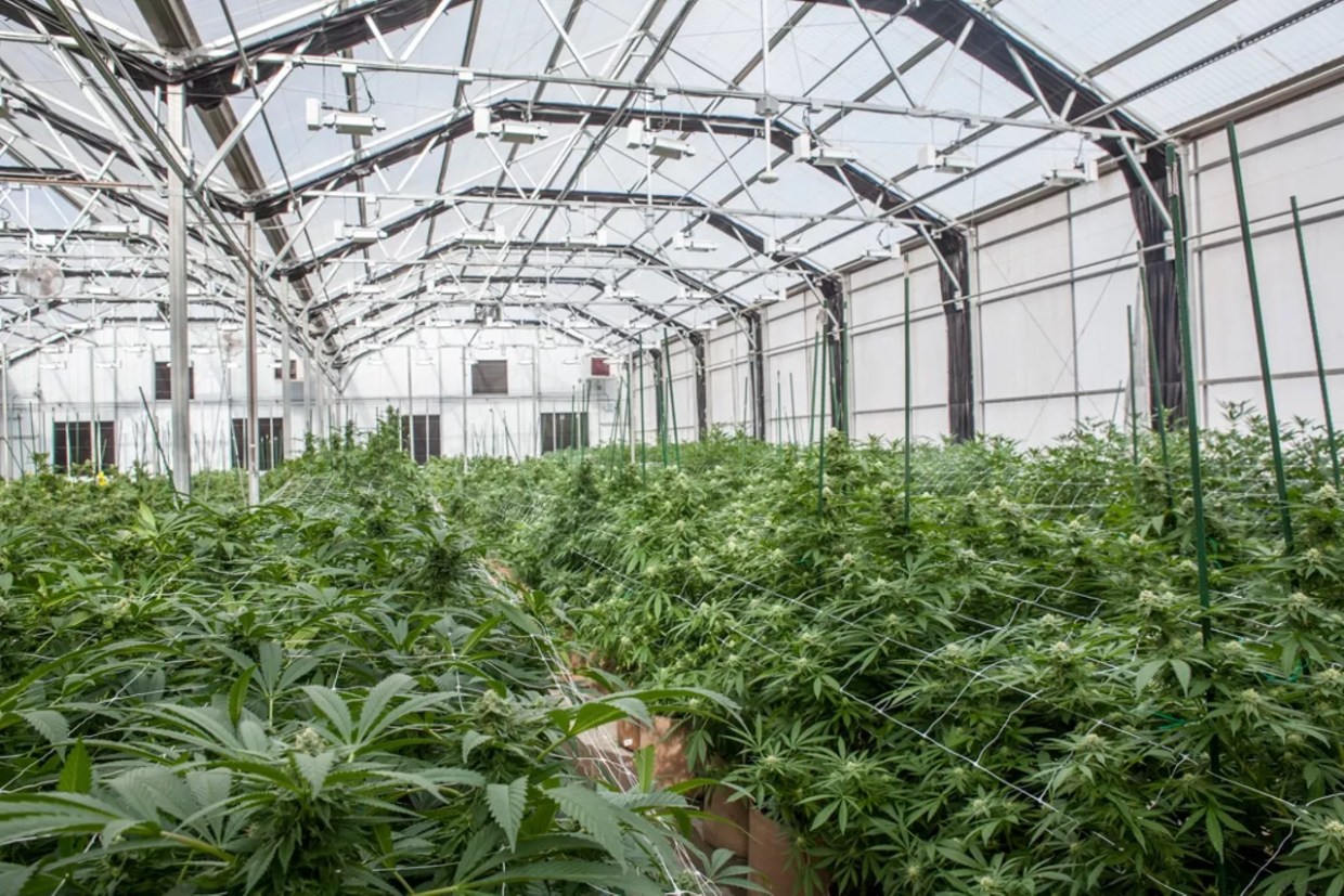 CSU Research Links Indoor Marijuana Cultivations to High Emissions
