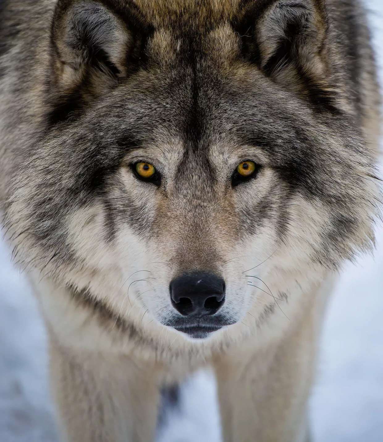 Election Night Could Be Rob Edward’s Time to Howl